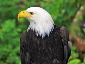 Alaska Bald Eagle Festival Photo