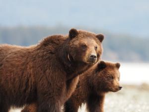 Pack Creek Brown Bear Sow and Cub Photo
