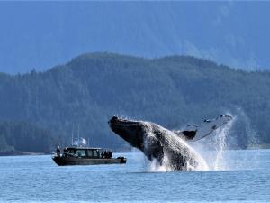 Alaska Tour & Travel Photo